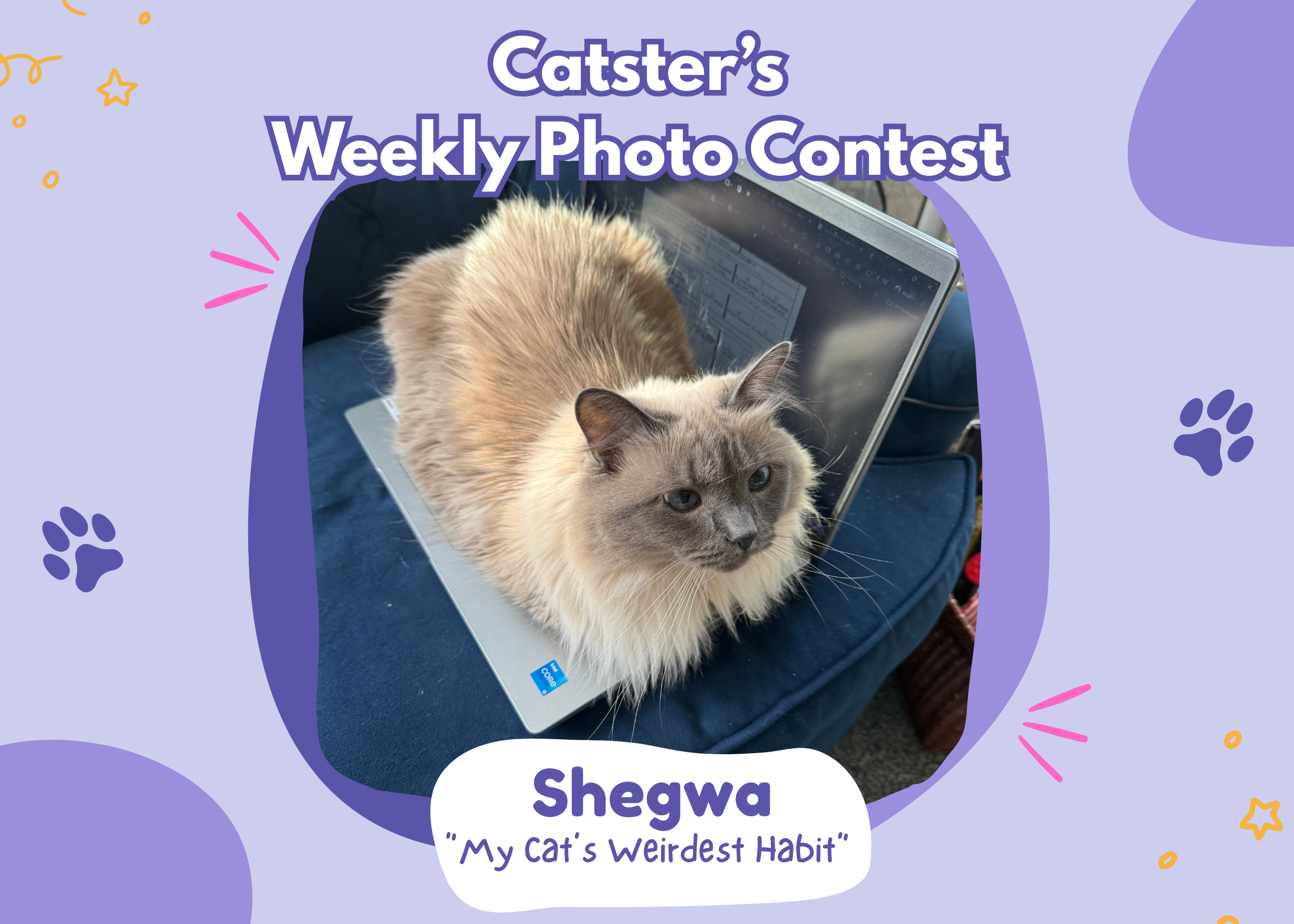Catster’s Weekly Photo Contest Winners: My Cat’s Weirdest Habit (February 26, 2026)