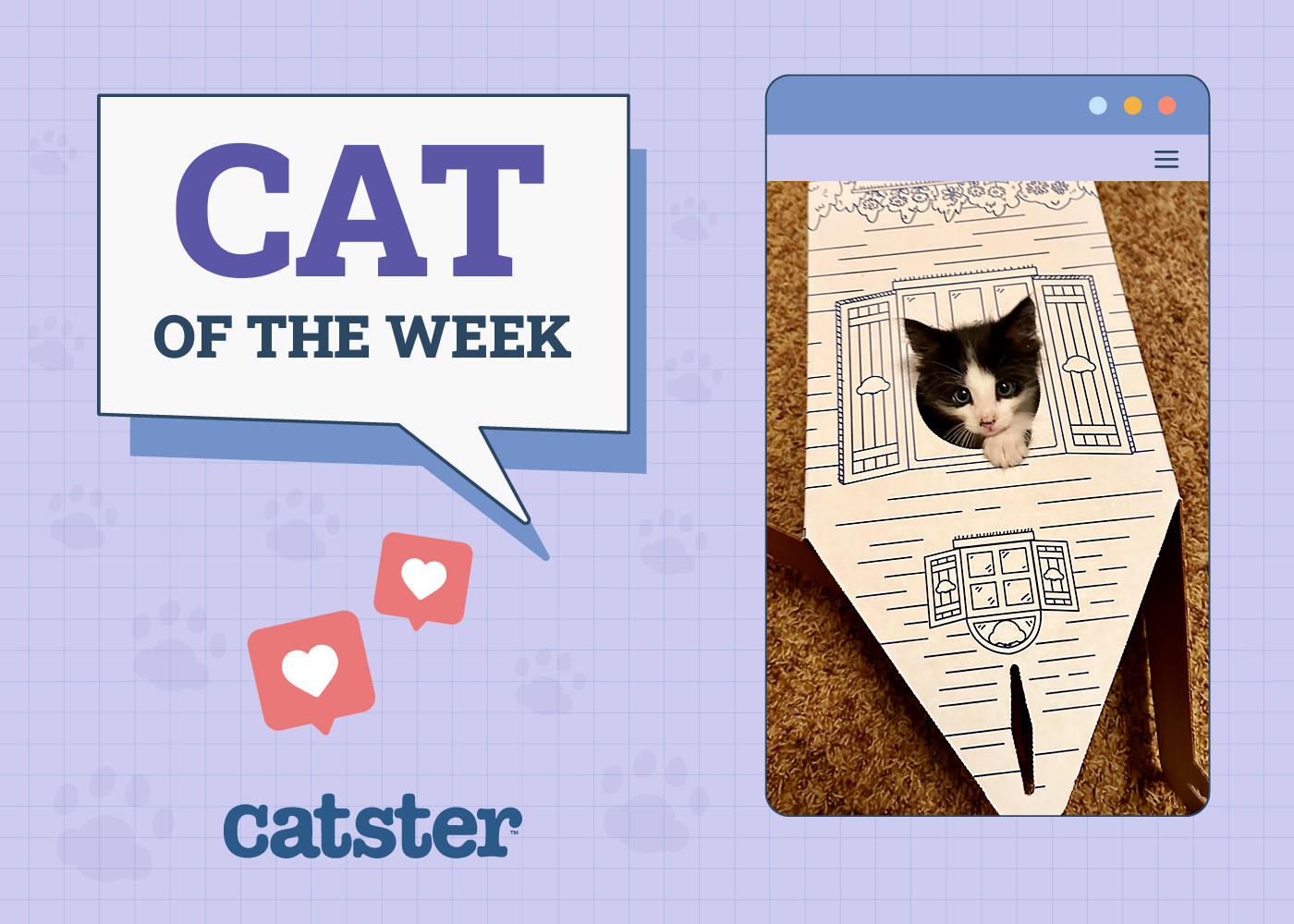 Catster Photo Contest: Cats of the Week Winners (February 5, 2026)