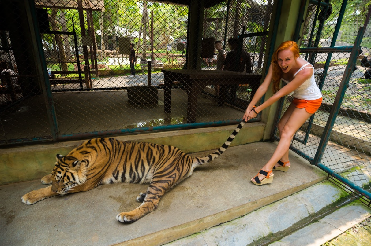 72 Dead - Another Nail in the Coffin of Tiger Tourism