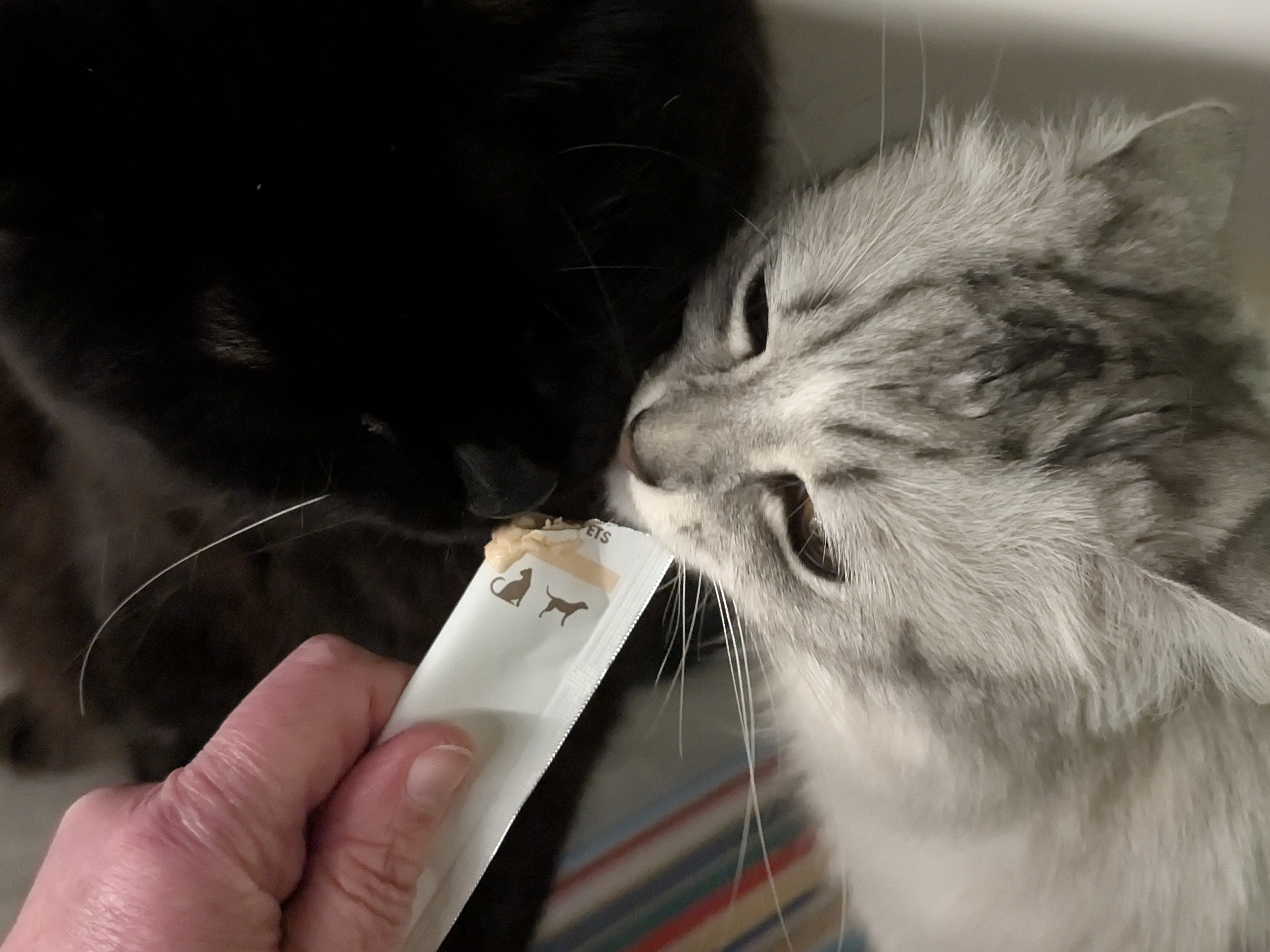 Licky Treats: A Scientific Investigation into the Tube-Based Delights Taking Over Modern Cat Households