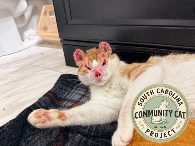 Rescue Cats Deserve Beautiful Endings