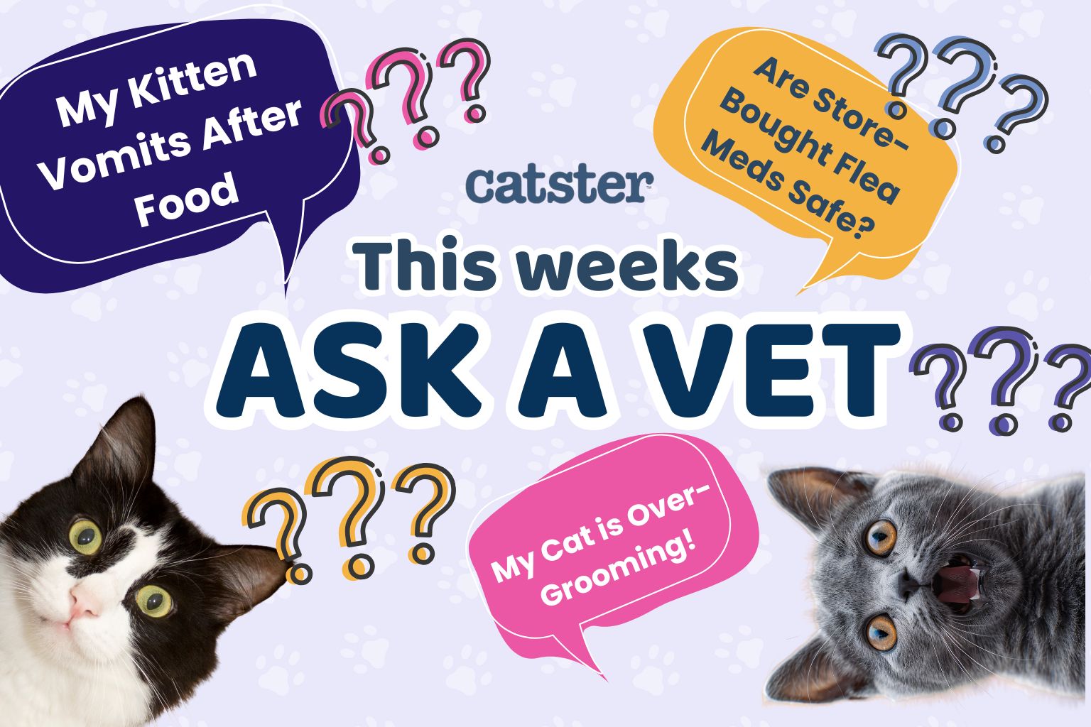 Ask Dr. Paola – Help! My Kitten Pukes After She Eats! (March 2, 2026)