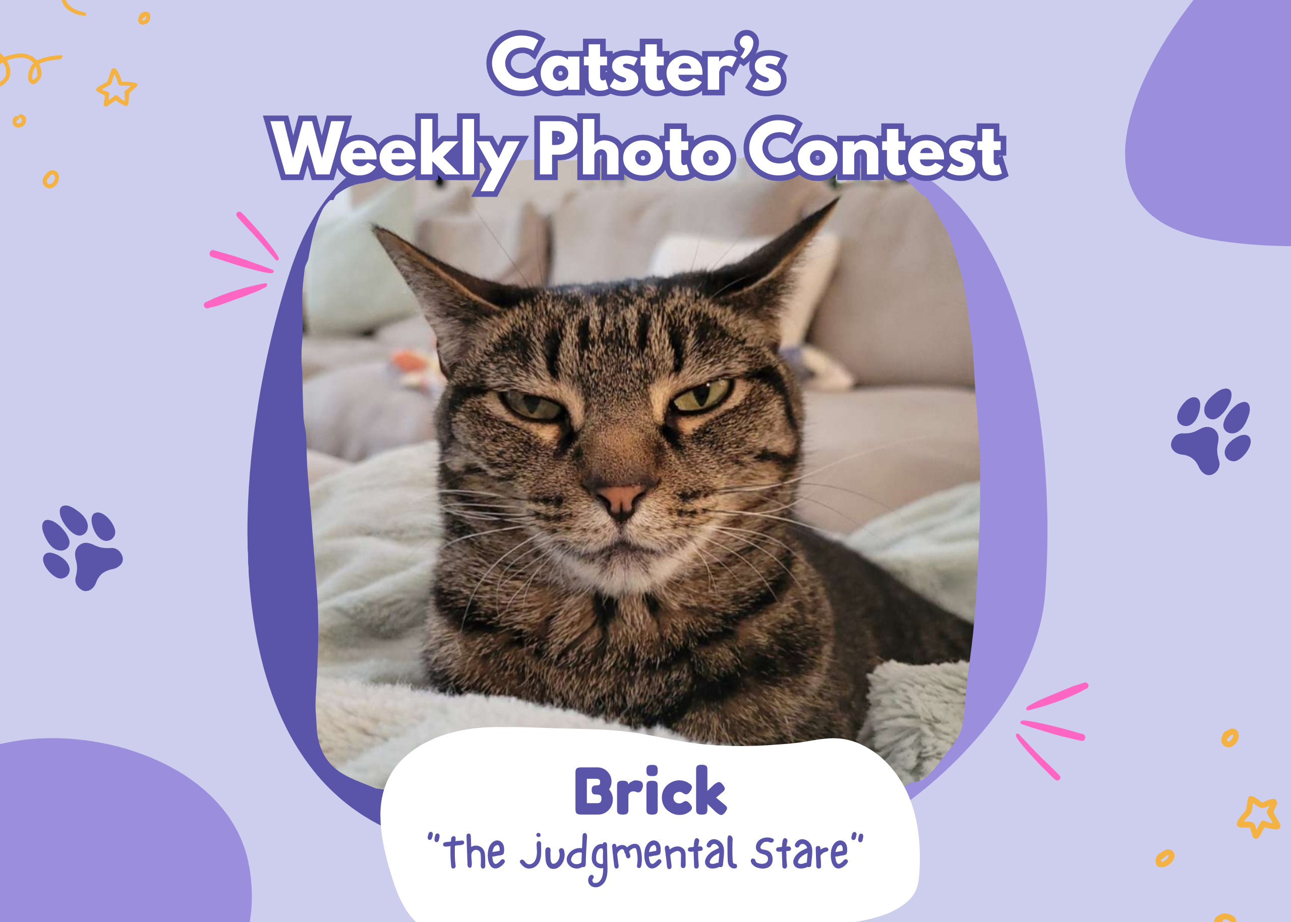 Catster’s Weekly Photo Contest Winners: The Judgmental Stare (March 12, 2026)