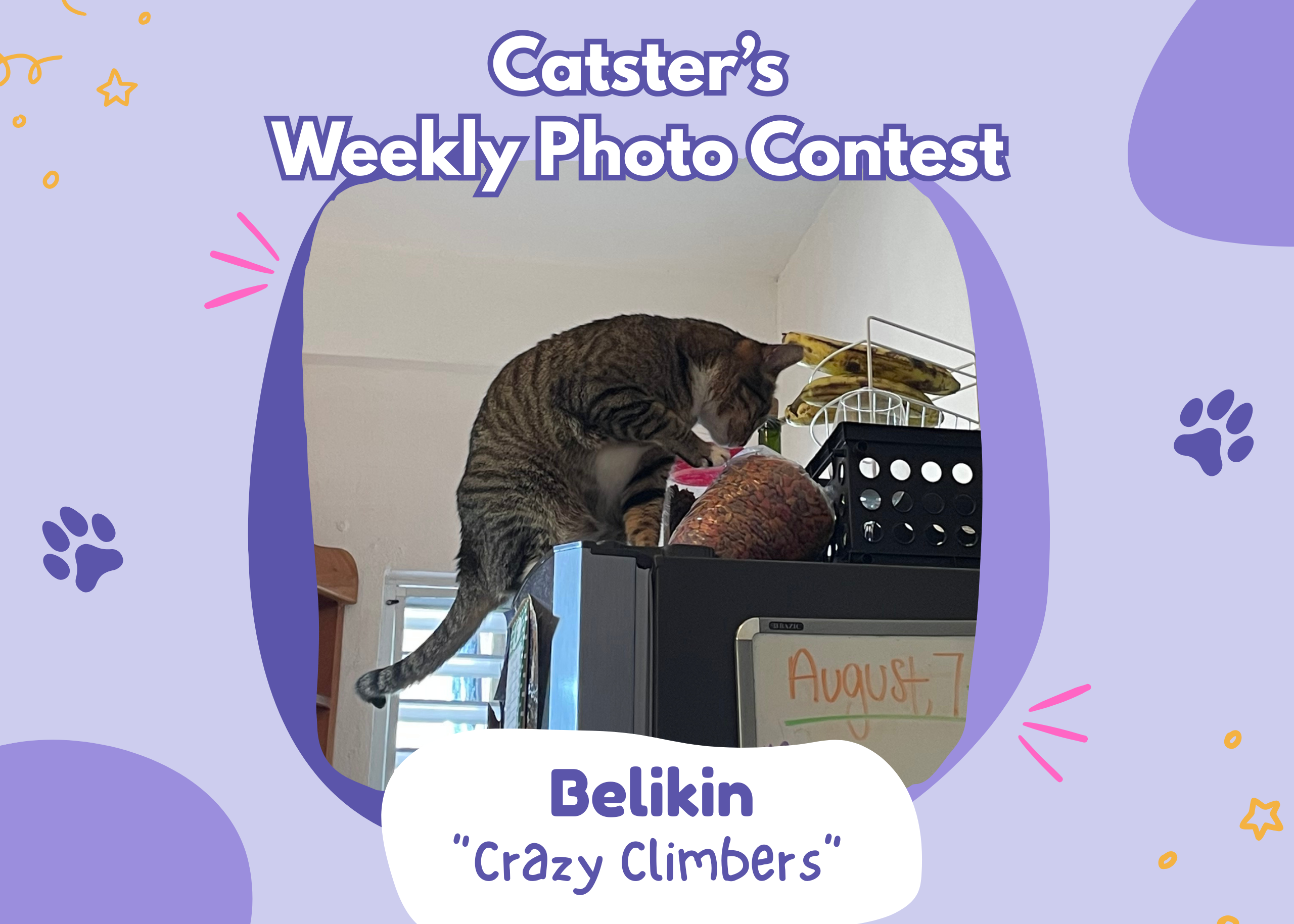 Catster’s Weekly Photo Contest Winners: Crazy Climbers (March 19, 2026)
