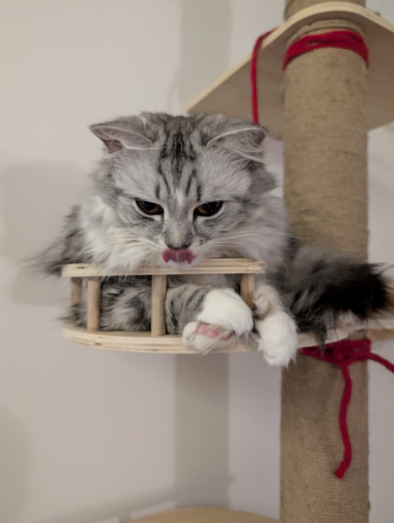 Missy blepping