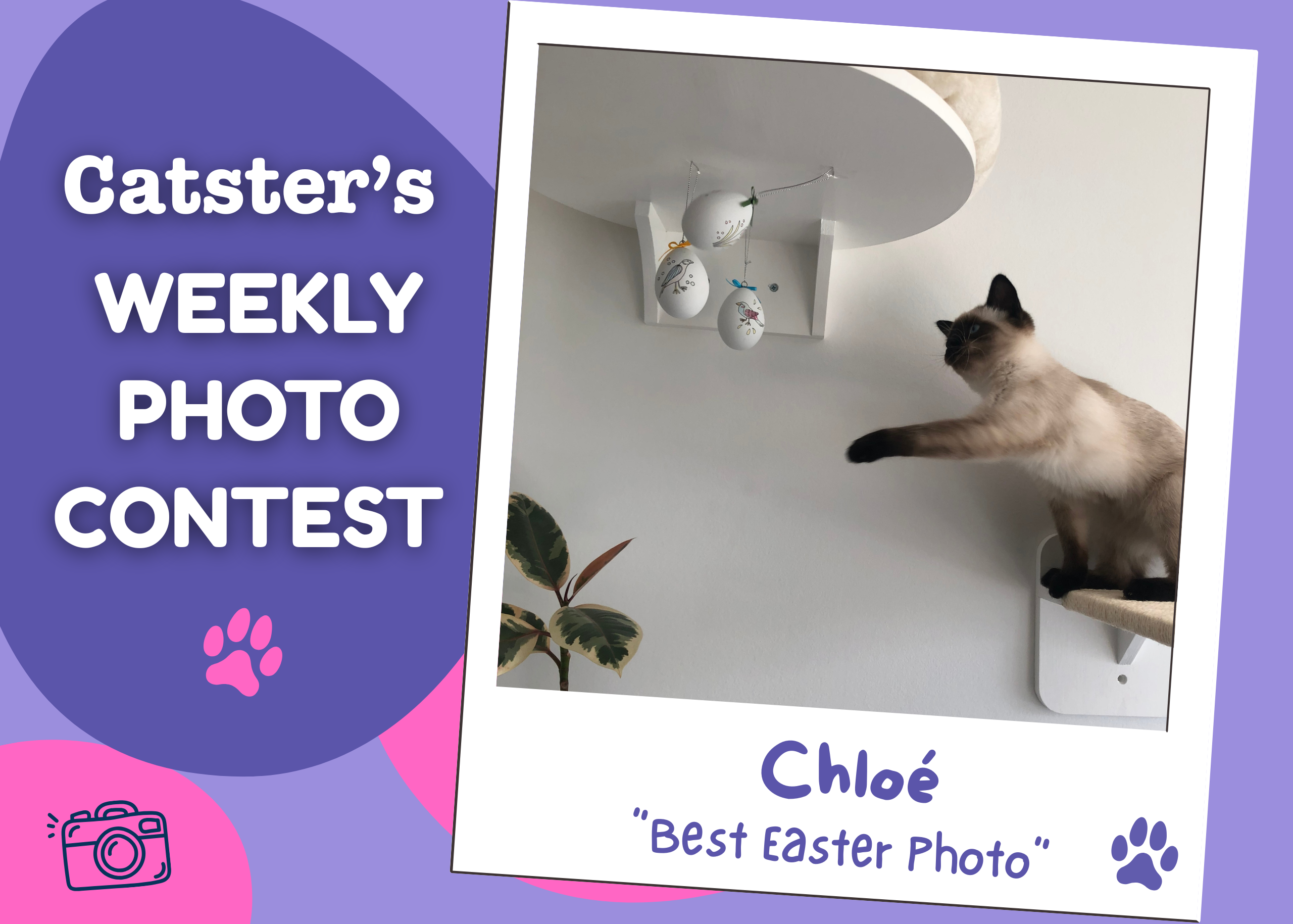 Catster’s Weekly Photo Contest Winners: Best Easter Photo (April 9, 2026)