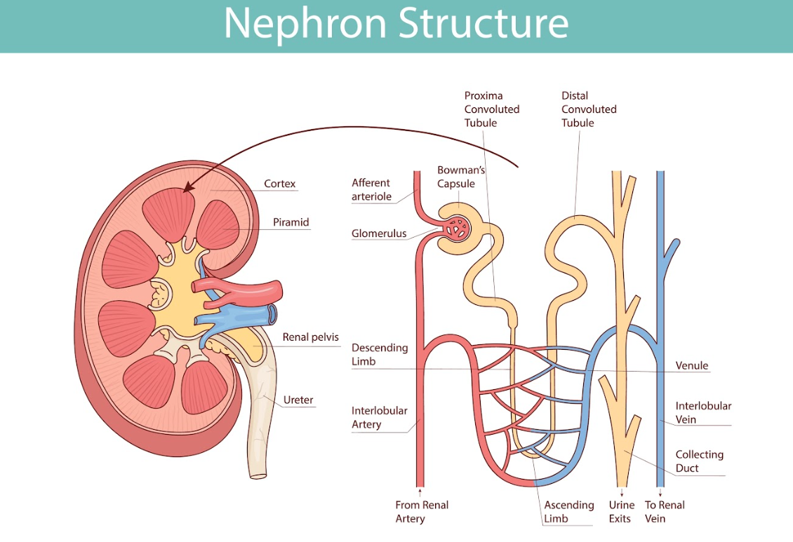 Structure of the nephron_Shutterstock_Kiro Jo