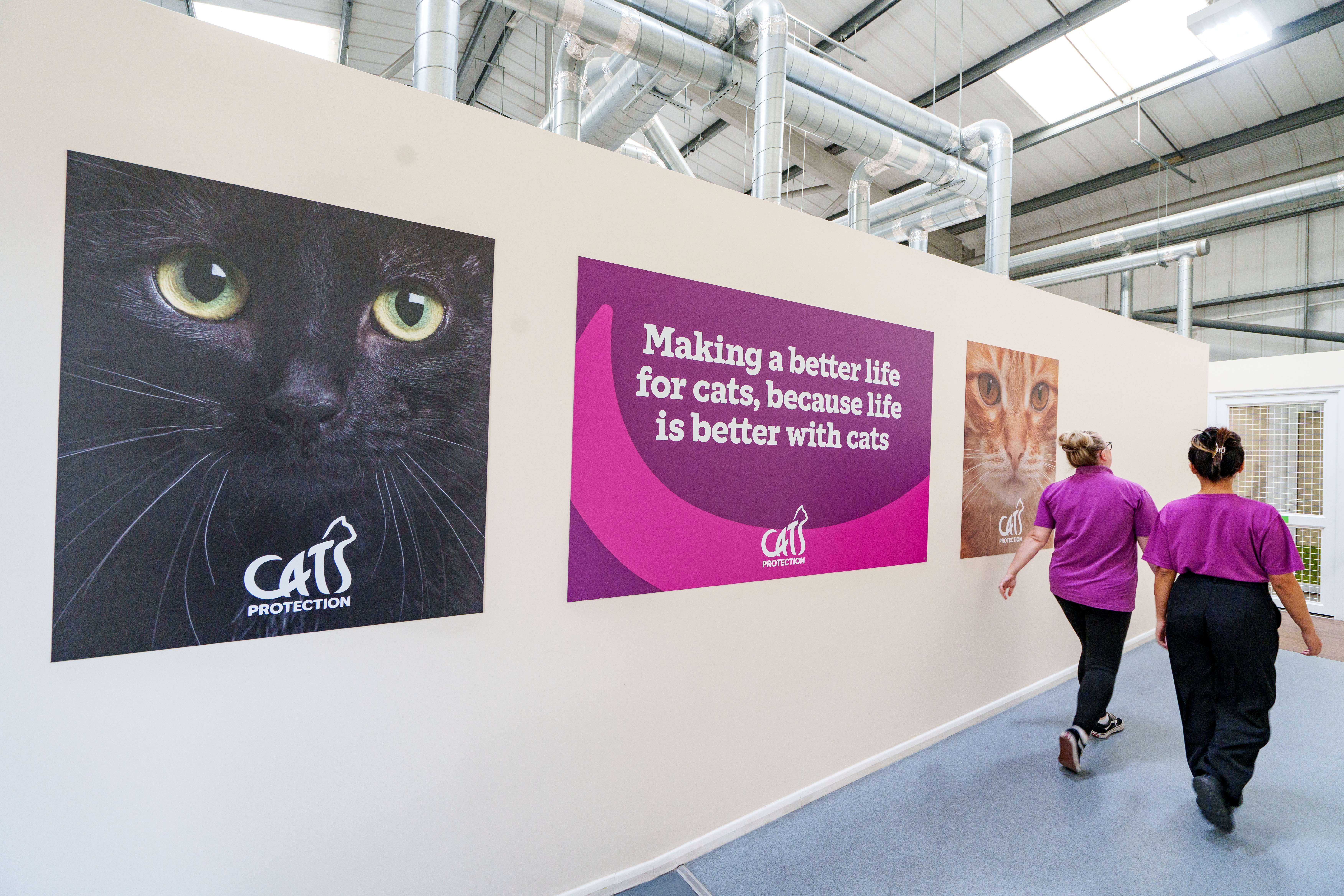 A Century of Helping Cats: Inside the Work of Cats Protection