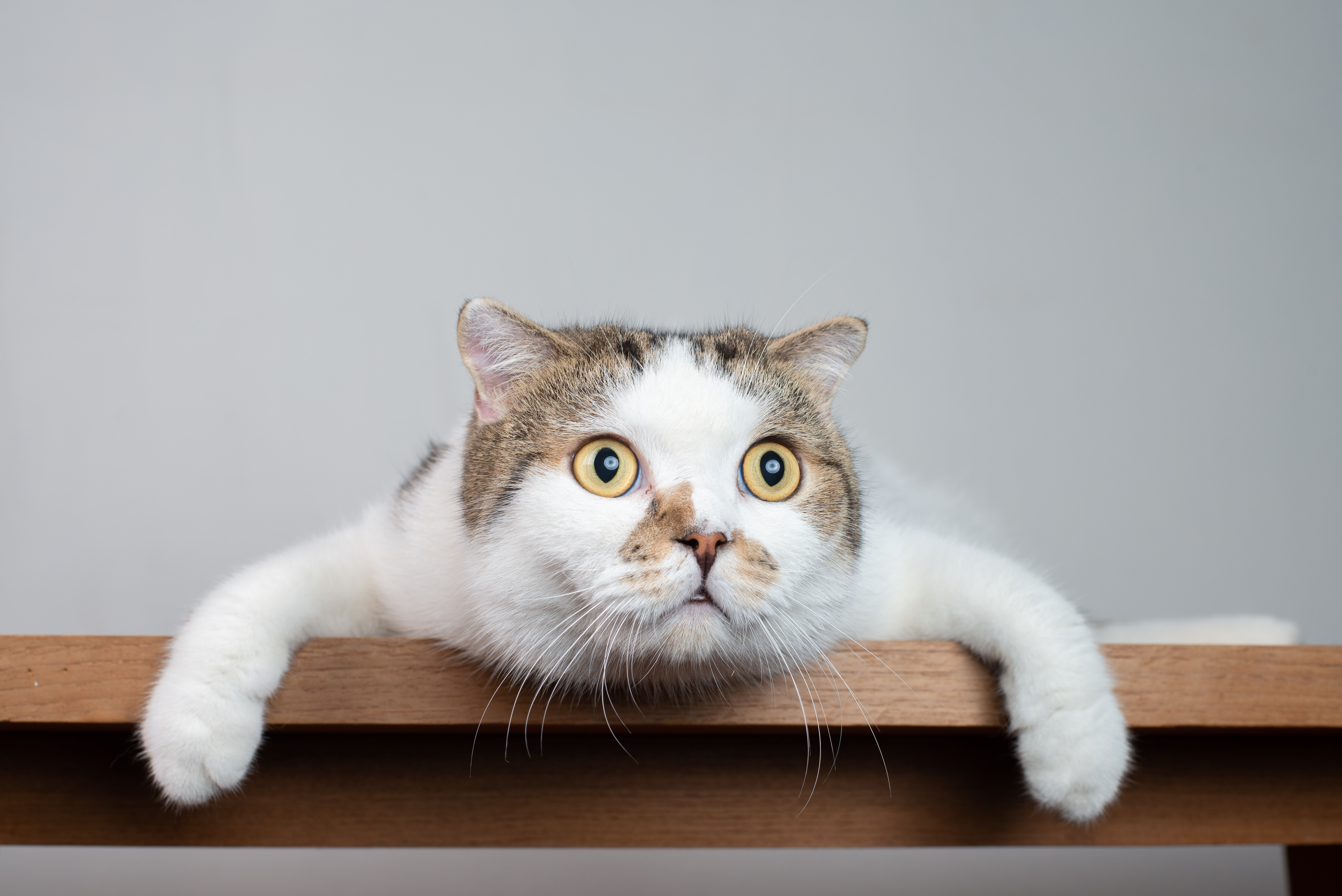 Do Cats Cause Schizophrenia? Scientists Find a Link – Here’s What It Means