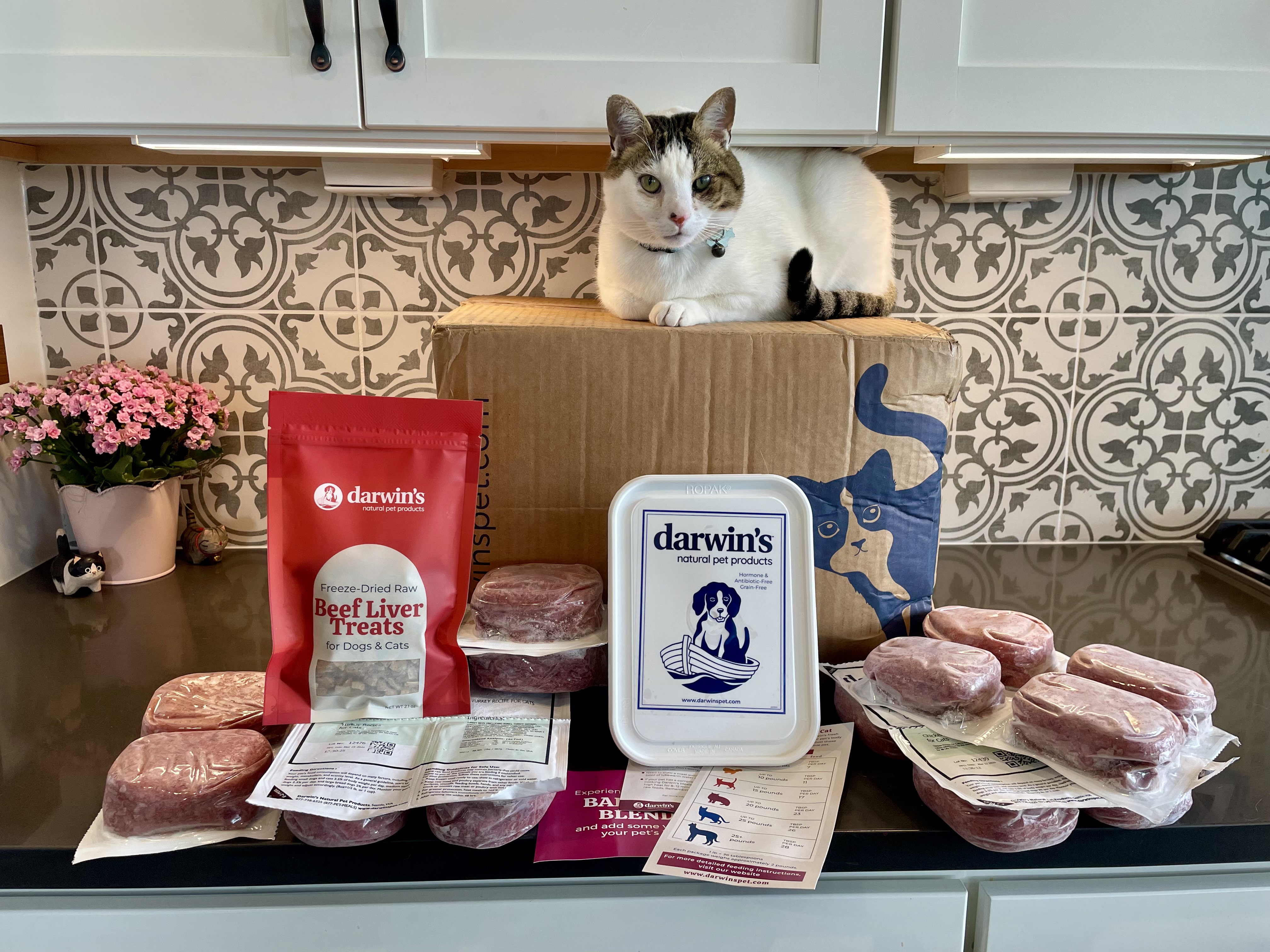 Darwin’s Pet Cat Food Review 2026: Pros, Cons & Final Verdict