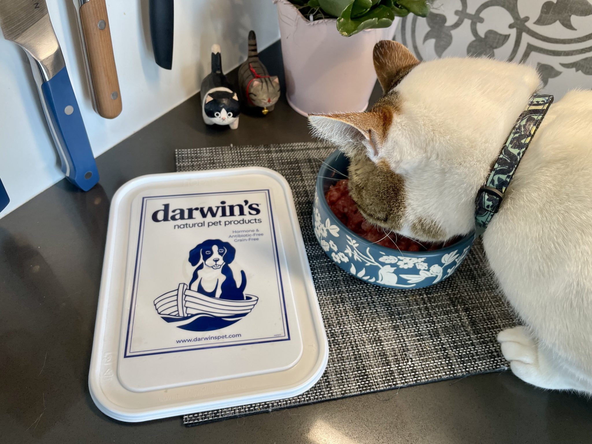Darwin’s Pet Cat Food Review 2026_ Pros, Cons &amp; Final Verdict 4