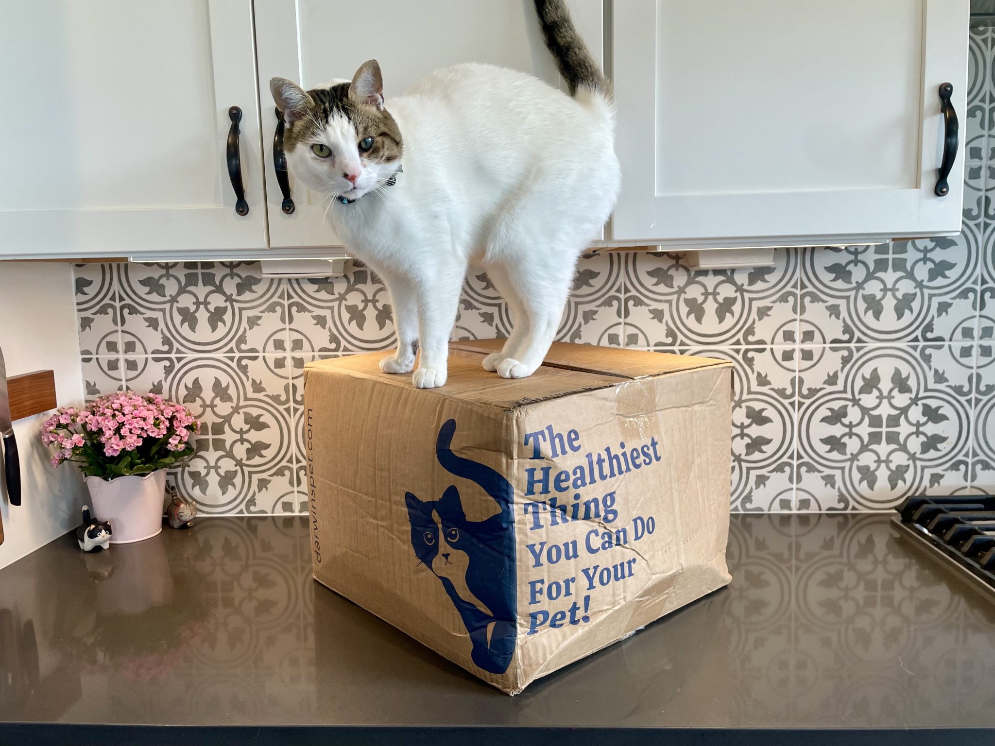 Darwin’s Pet Cat Food Review 2026_ Pros, Cons &amp; Final Verdict 5