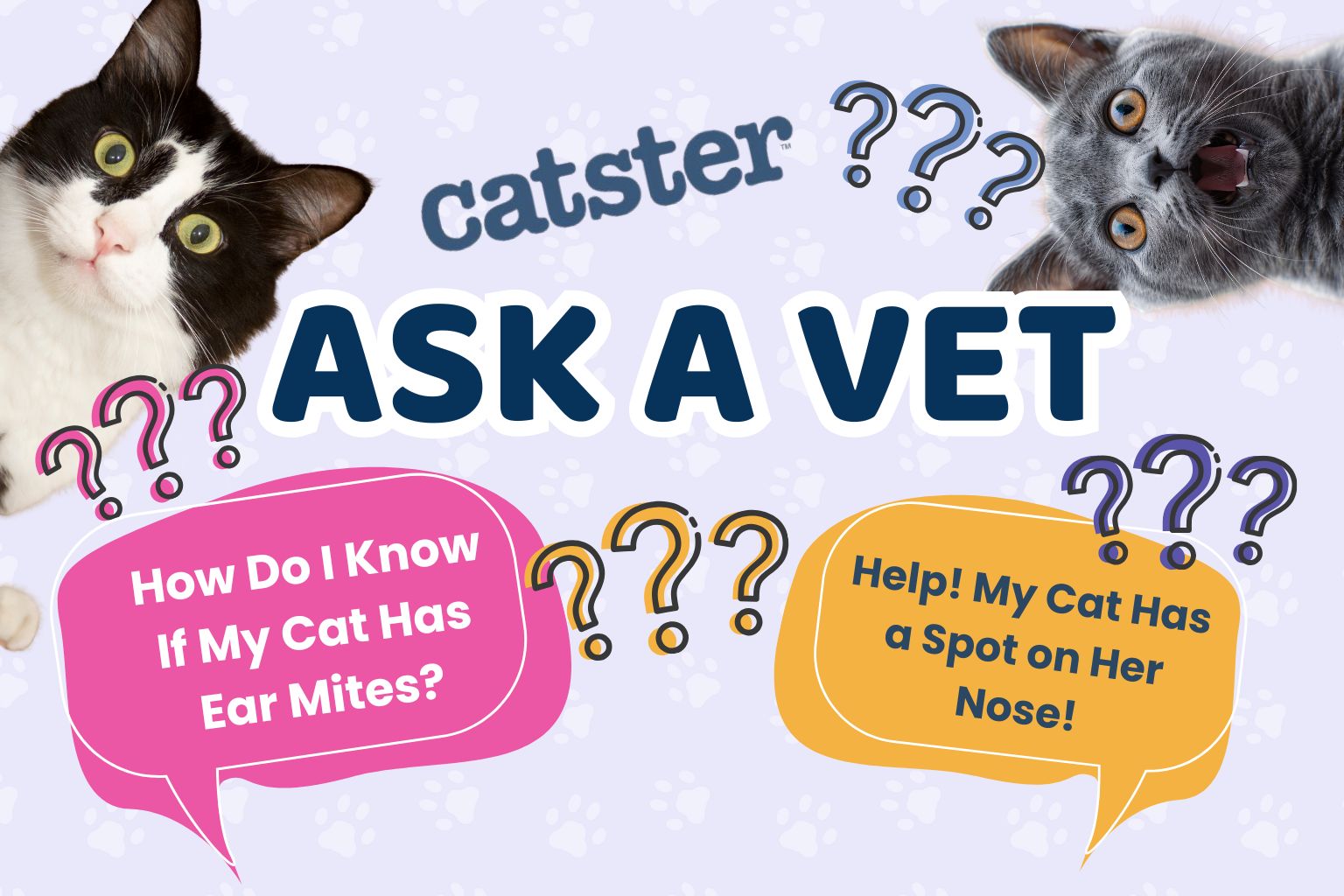 Ask Dr. Paola – Help! How Do I Know if it's Ear Mites! (May 4, 2026)