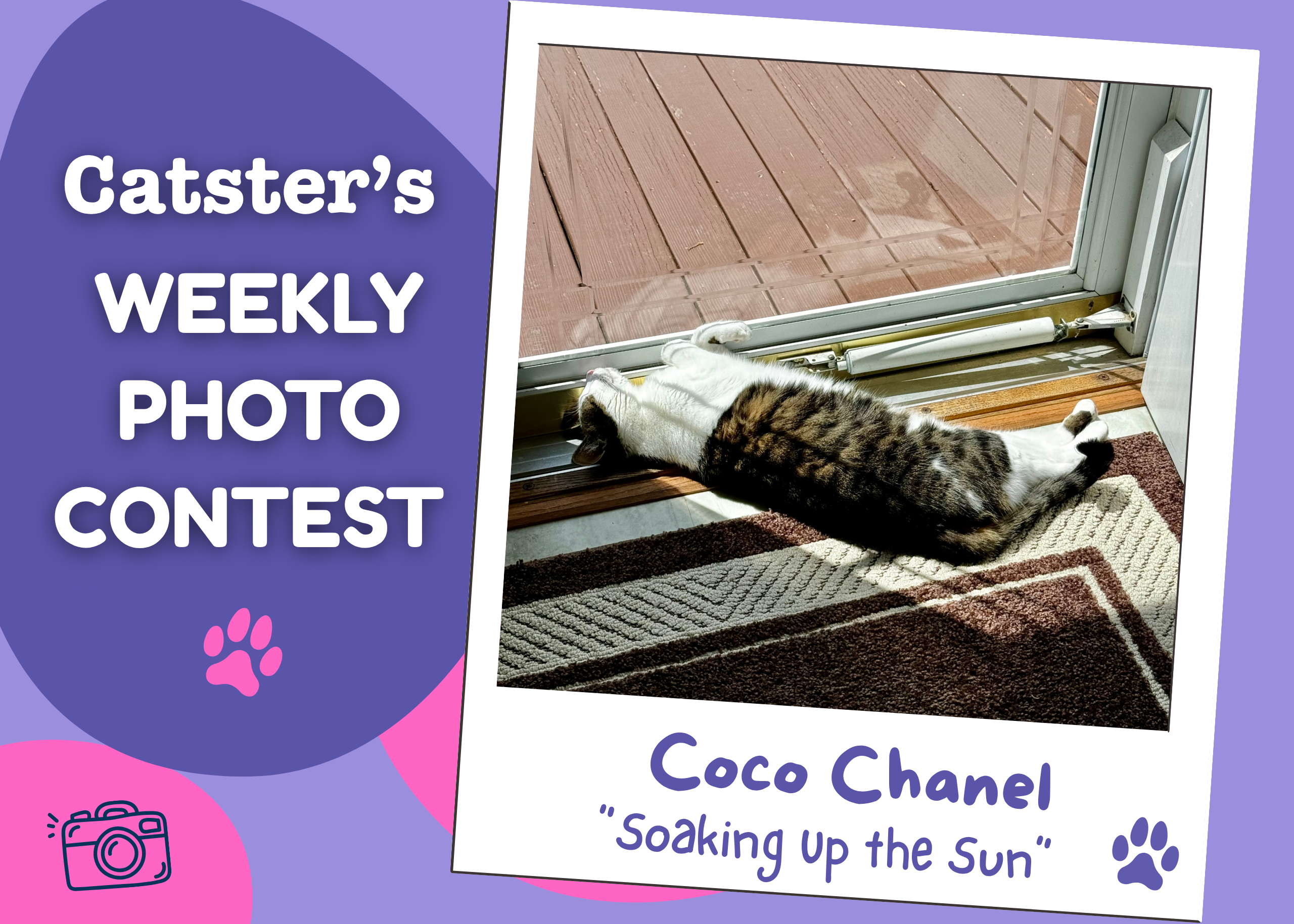 Catster’s Weekly Photo Contest Winners: Soaking Up the Sun (May 11, 2026)