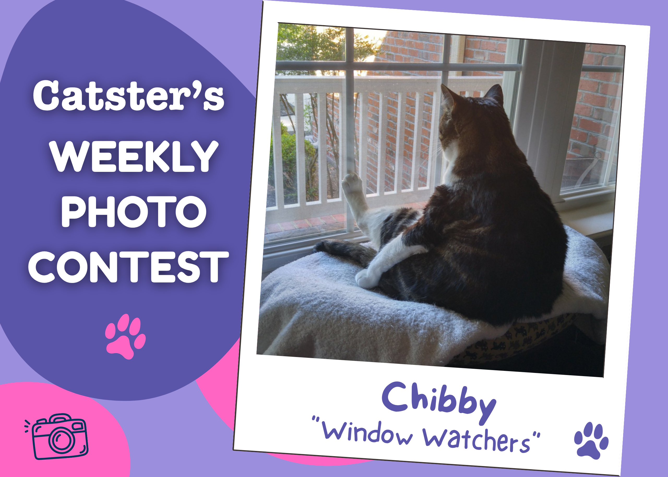 Catster’s Weekly Photo Contest Winners: Window Watchers (May 25, 2026)