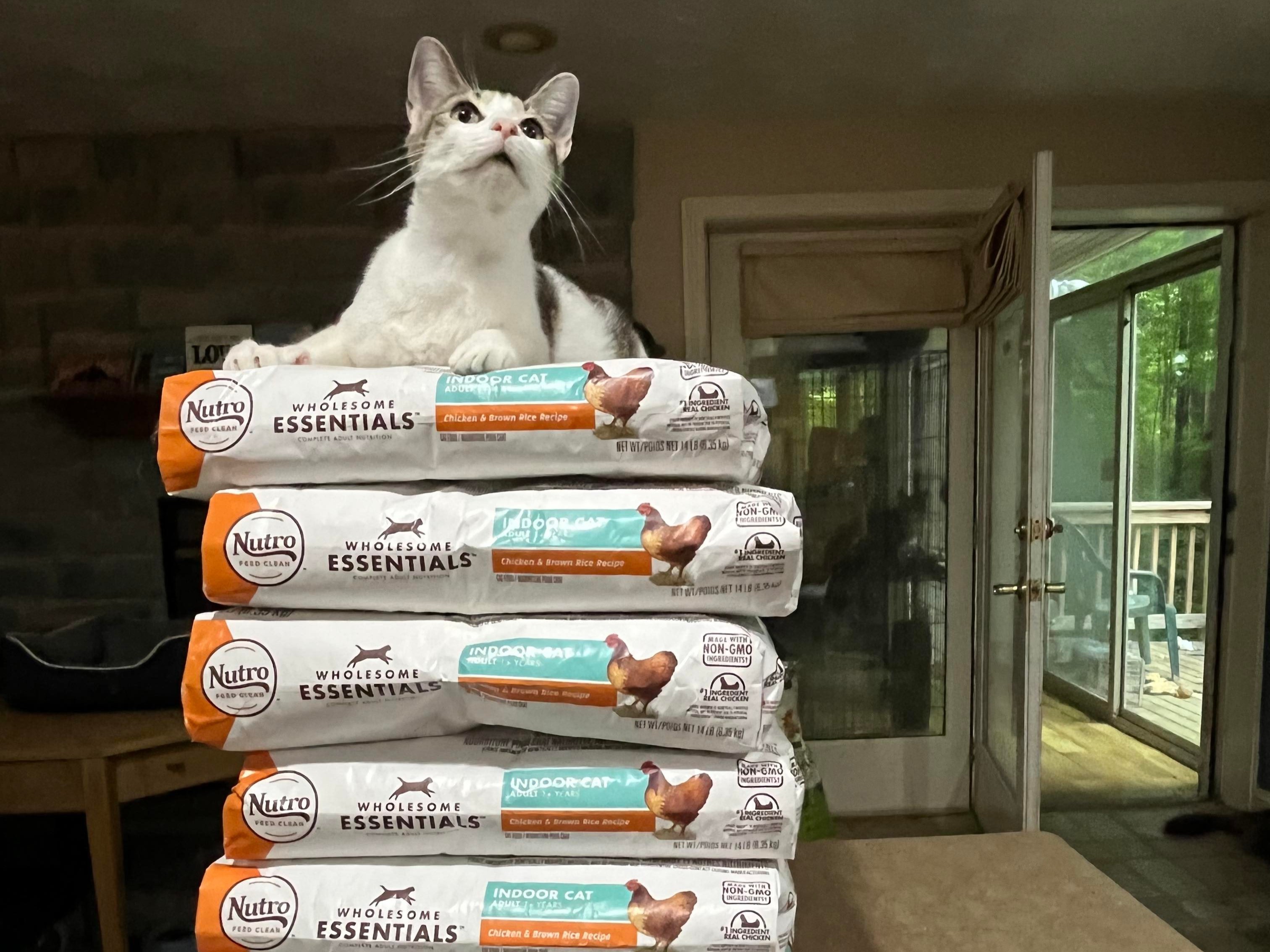 Meet VOICE: The Program Helping Rescue Pets Through Simple Daily Clicks