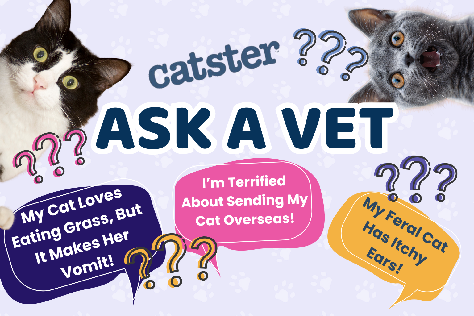 Ask Dr. Paola – My Cat Loves Eating Grass, But It Makes Her Vomit! (June 29, 2026)
