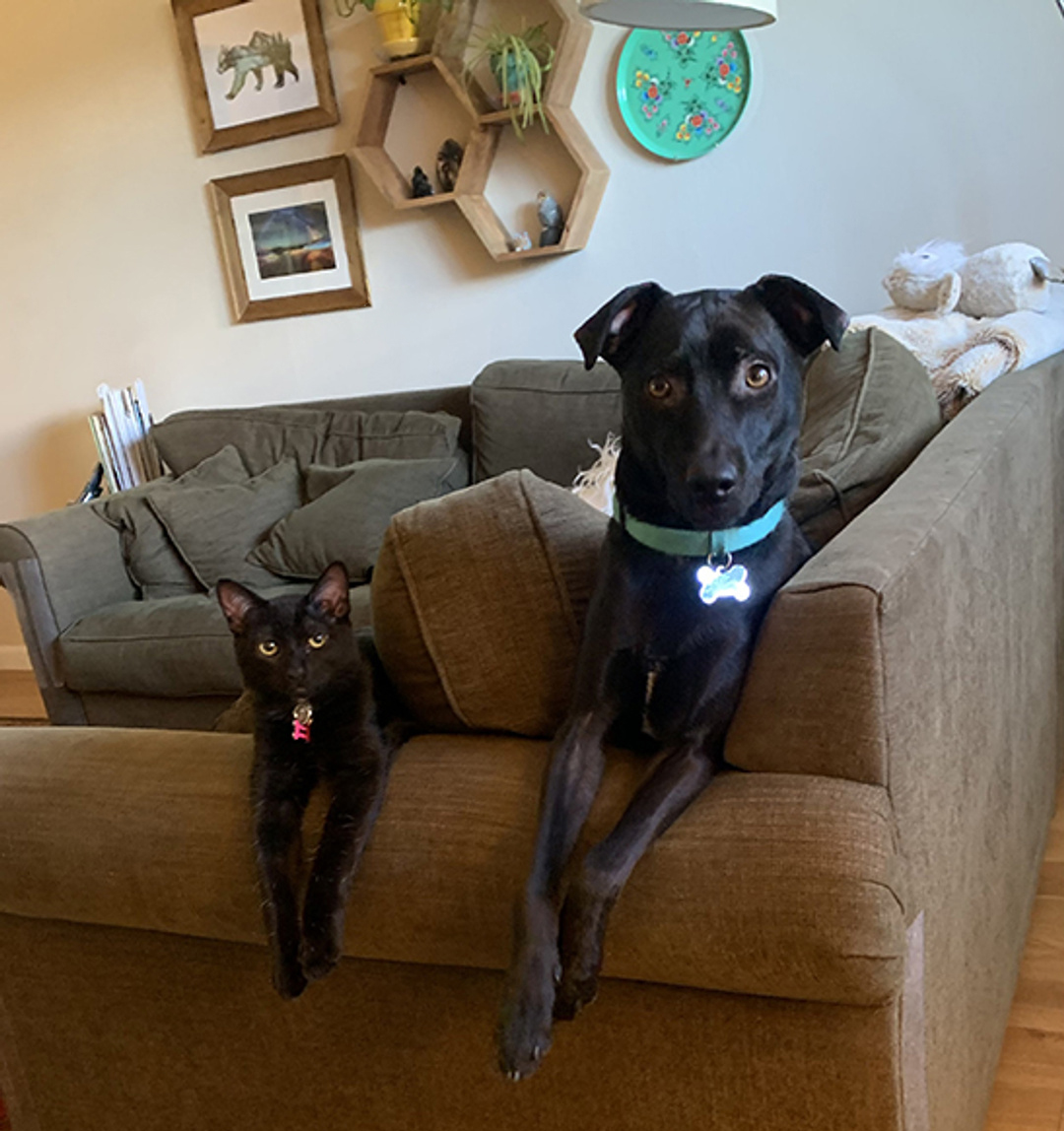 Everything I Need to Know About Cartoon Comedy, I Learned From My Pets