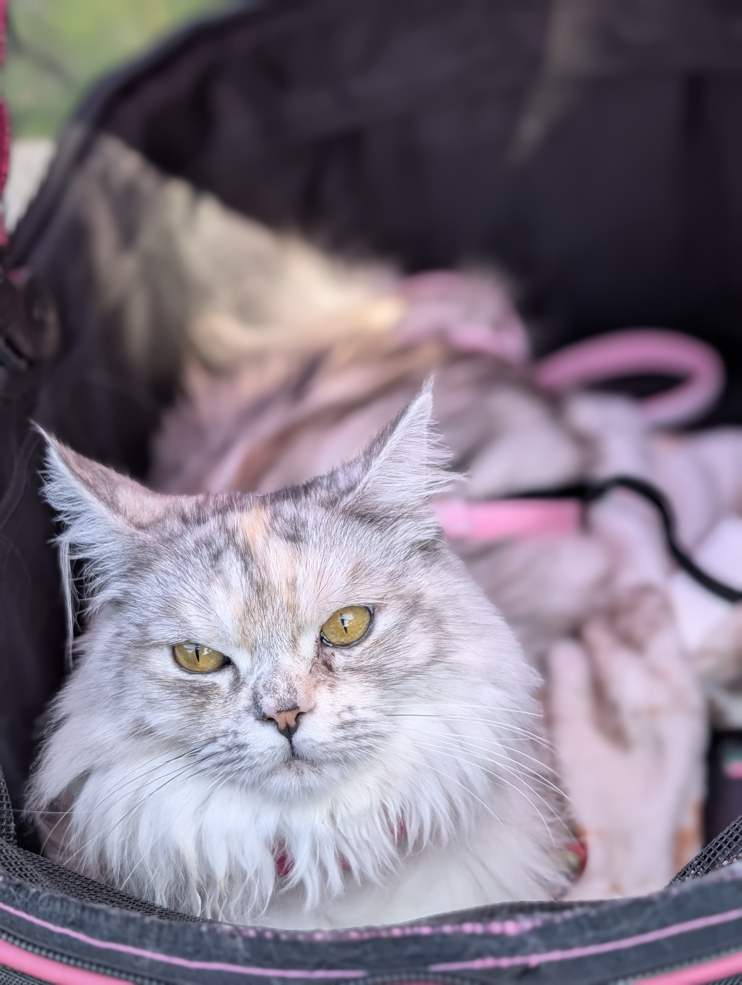 Kizzy: The Feline Princess With a Purpose