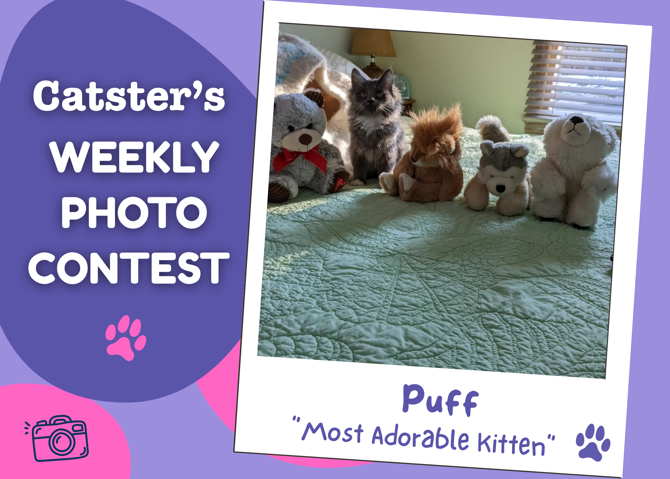 Catster’s Weekly Photo Contest Winners: Most Adorable Kitten (June 8, 2026)
