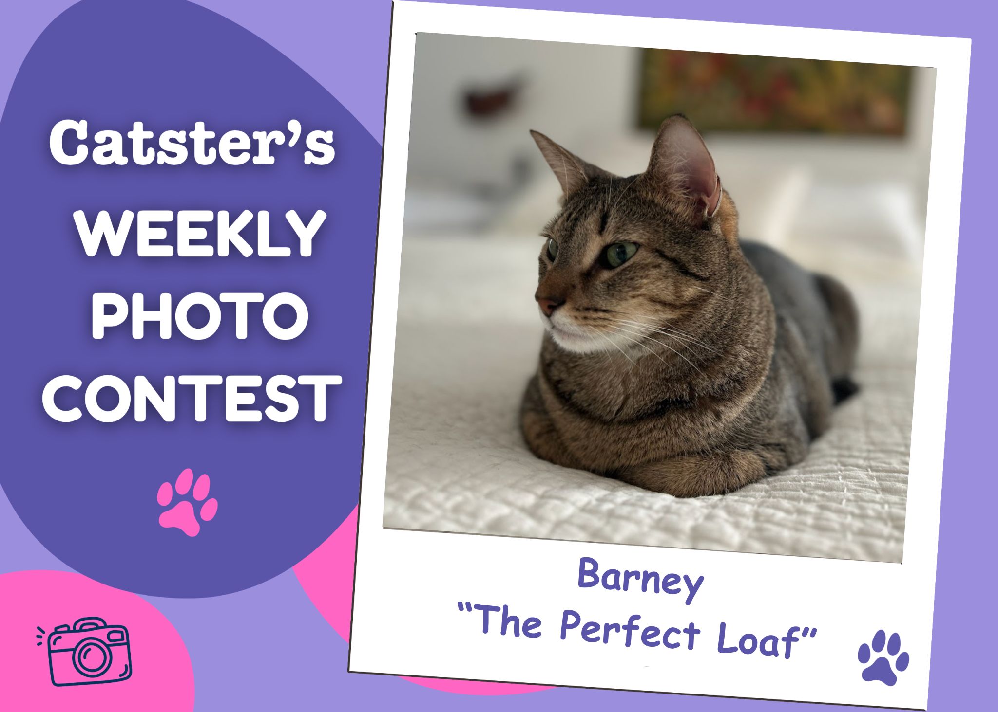 Catster’s Weekly Photo Contest Winners: The Perfect Loaf (July 6, 2026)