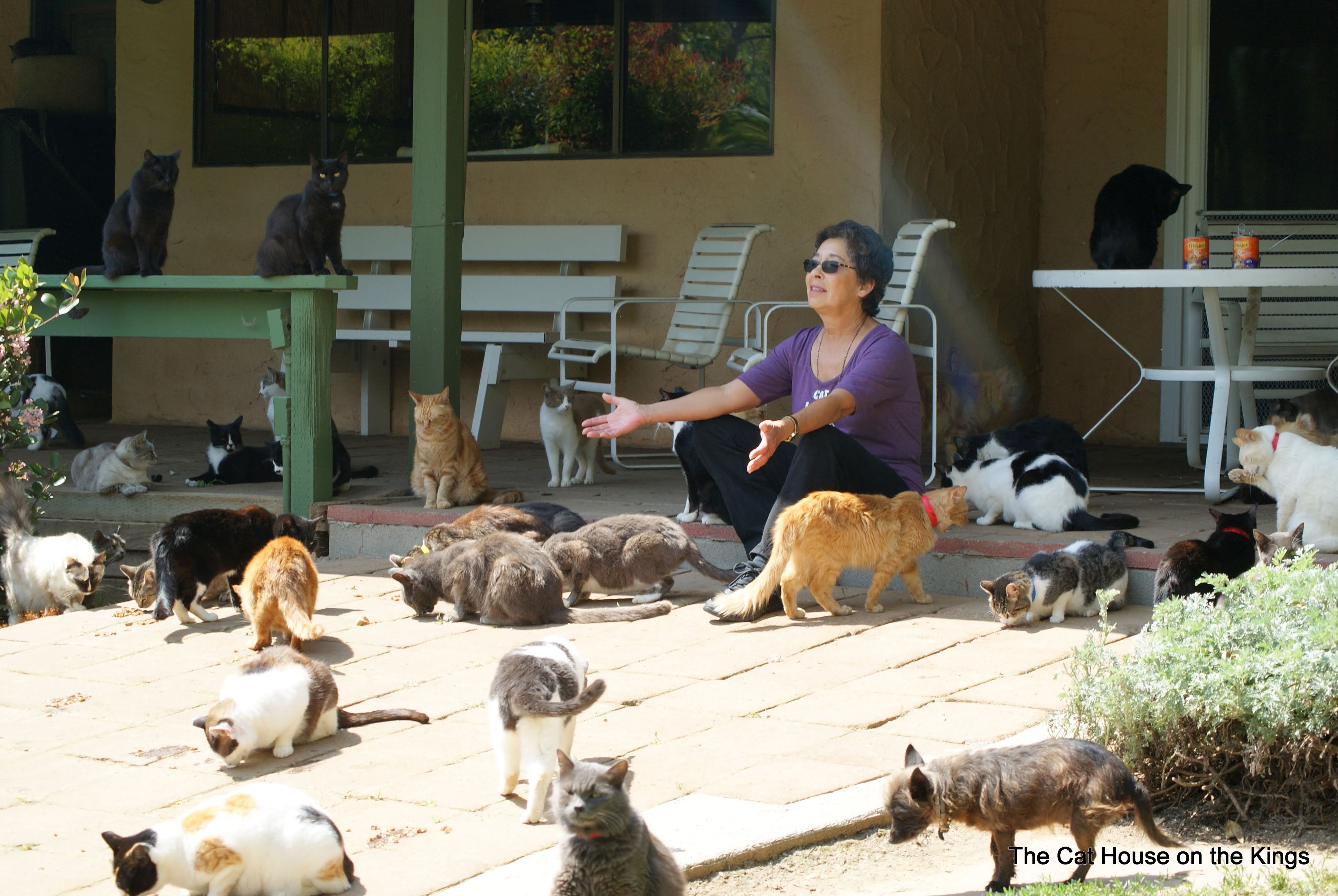 How One Woman's Retirement Home Became a Haven for Hundreds of Cats: The Cat House on the Kings | Heroes of the Pet World