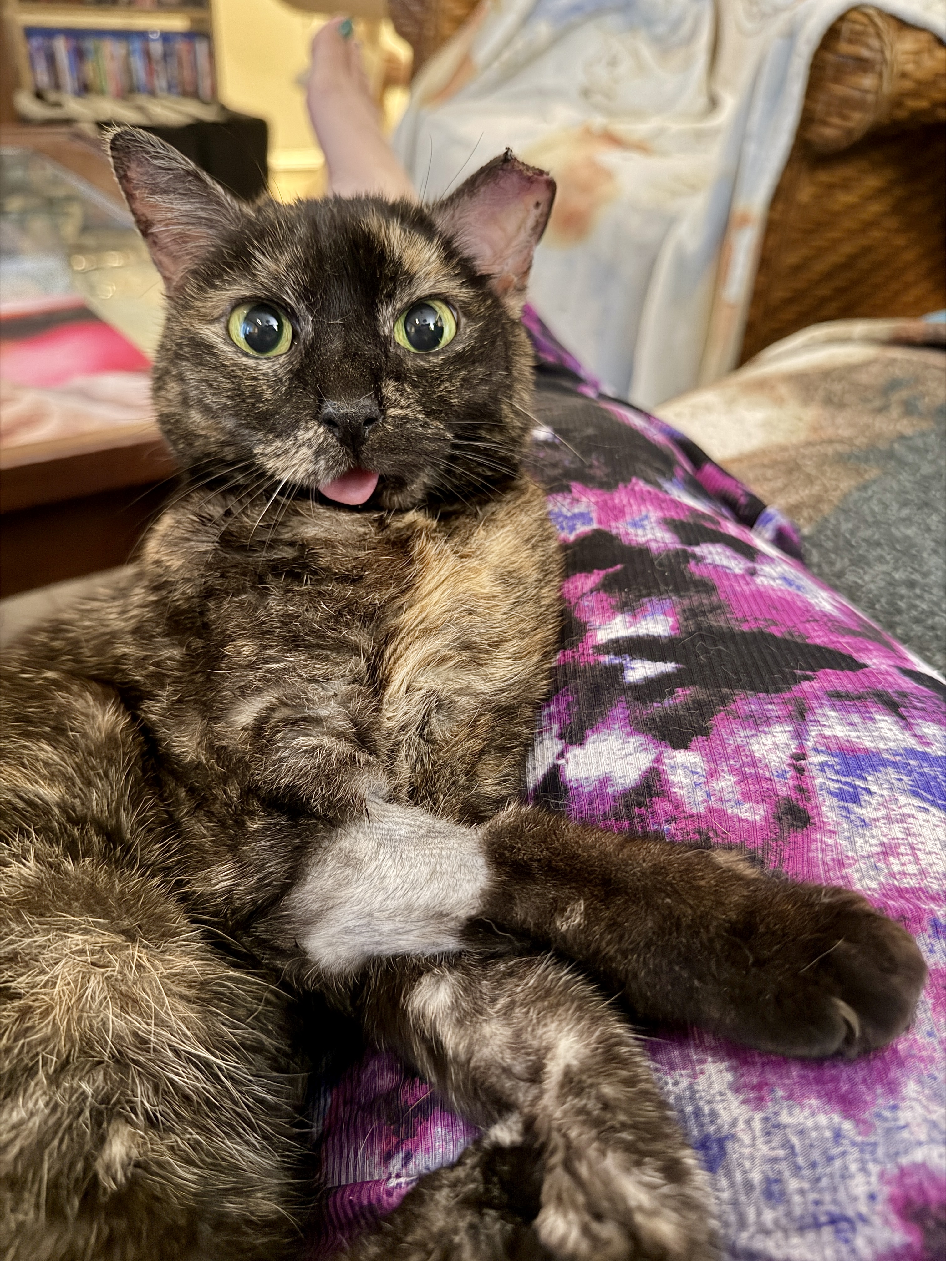 How One Tiny Tortie Turned a Dog Person Into the Ultimate Cat Lady