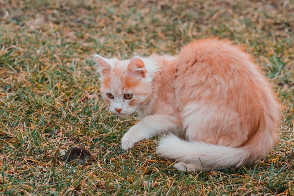 A red cat caught a mole, a cat playing with a mole on the grass, the countryside and animals and rodents