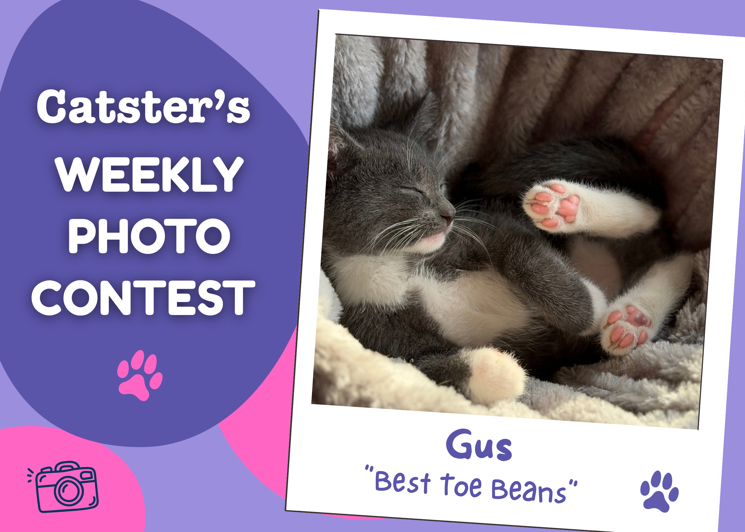 Catster’s Weekly Photo Contest Winners: Best Toe Beans (September 28, 2026)