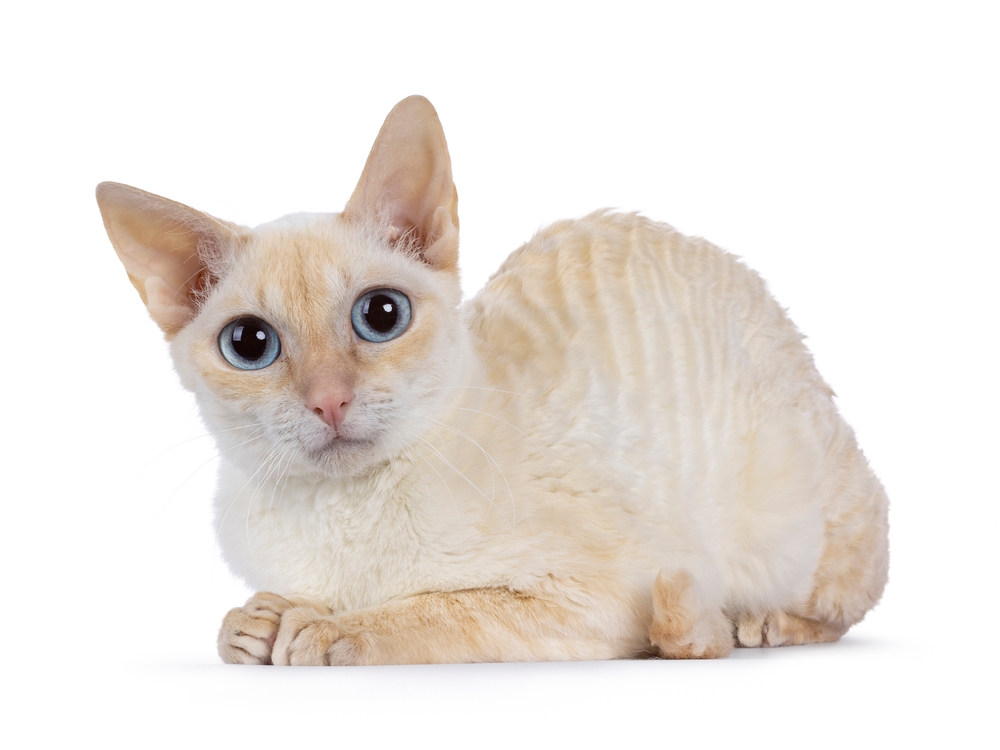 German Rex Cat Breed: Info, Pictures, Temperament & More