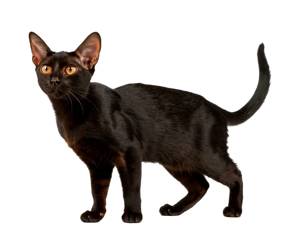 Black Bombay cat with copper eyes and a glossy coat standing against a white background