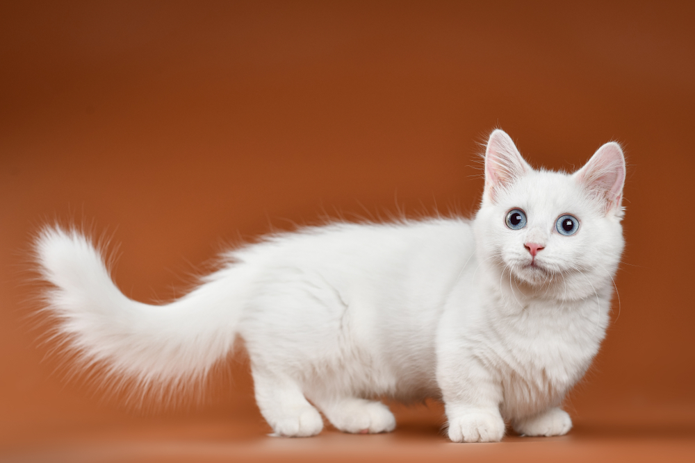 Minuet (Napoleon) Cat Breed Info: Pictures, Facts & Traits