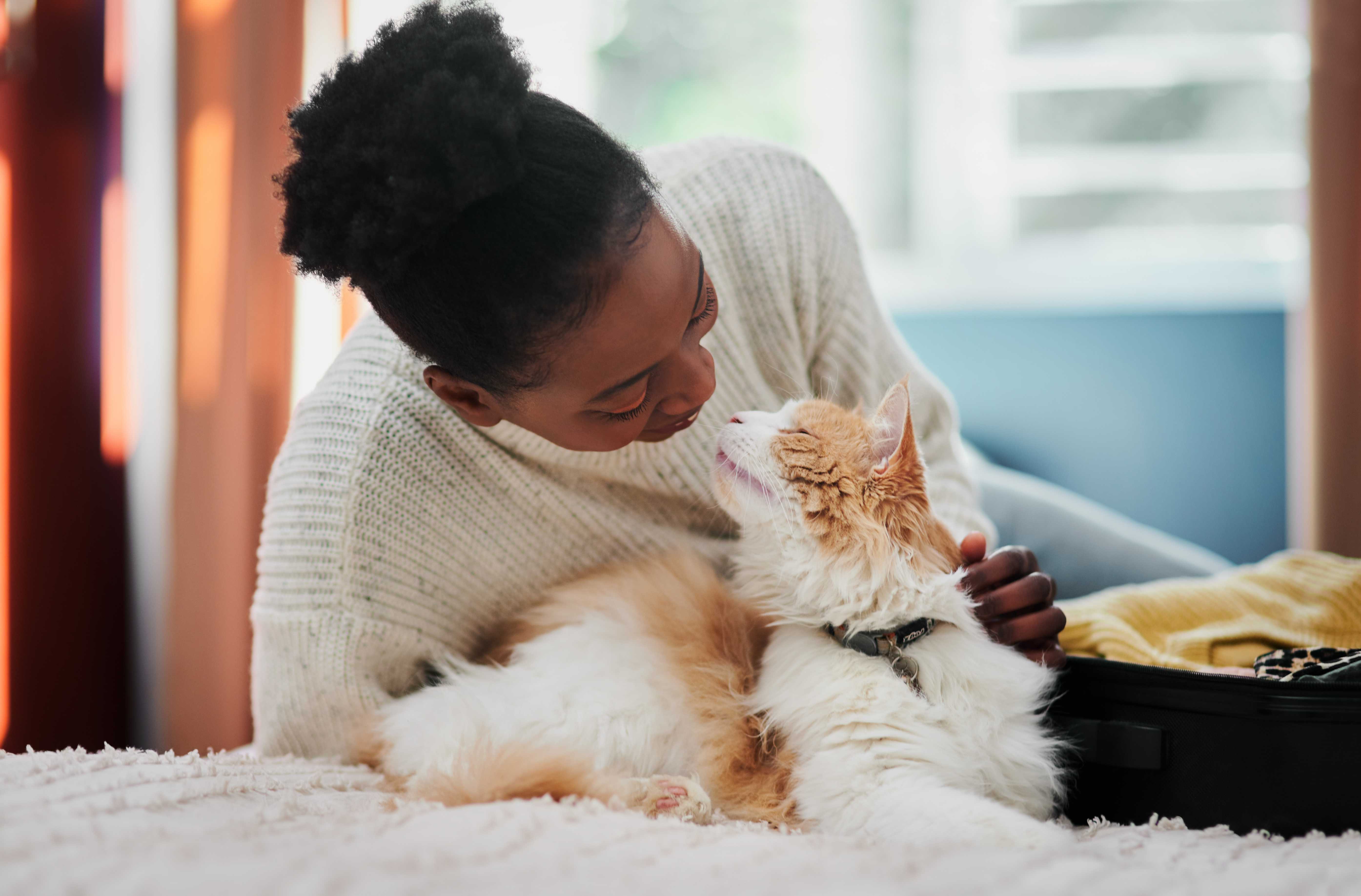 Thinking About Adopting A Cat? Here Are 4 Things To Ask Before Bringing Them Home