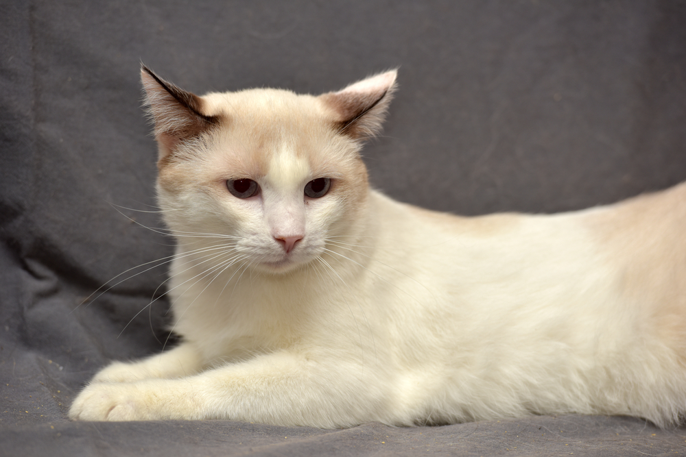 red point snowshoe laying