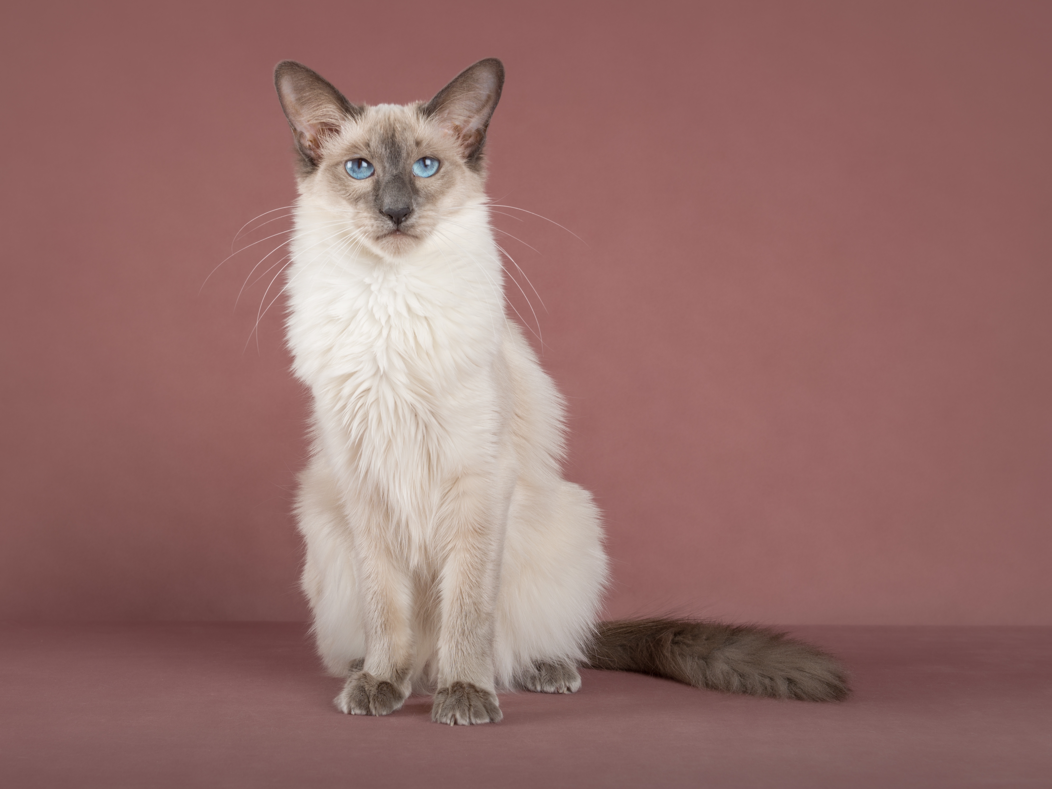 Slim adorable Balinese cat on pink isolated background