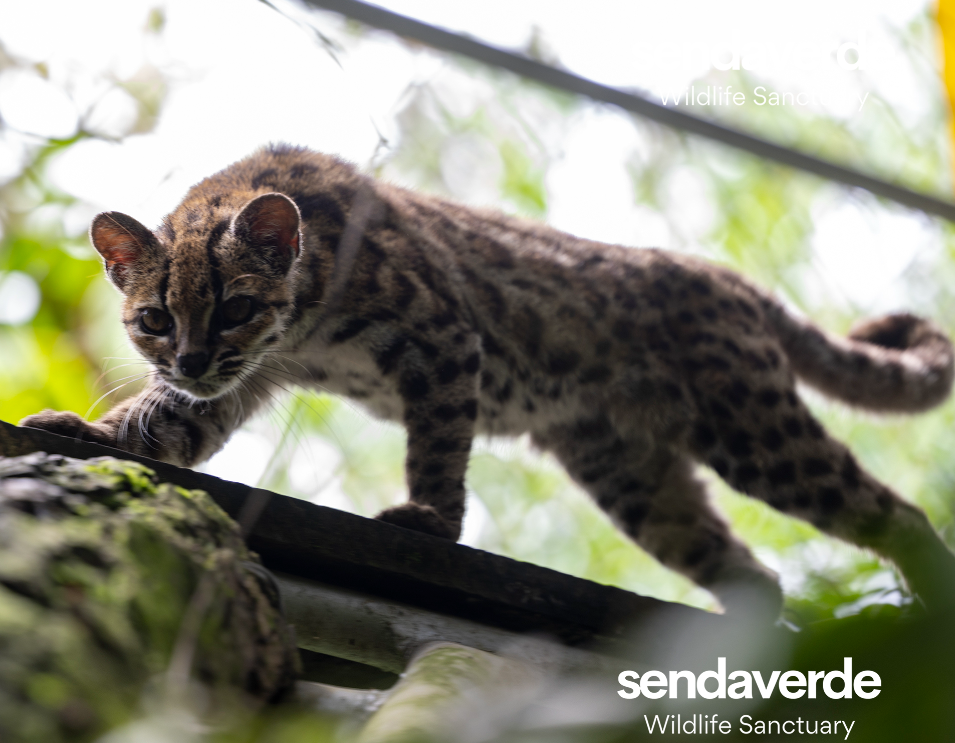 First New Cat Species In A Century – and It Has Been Hiding in Plain Sight