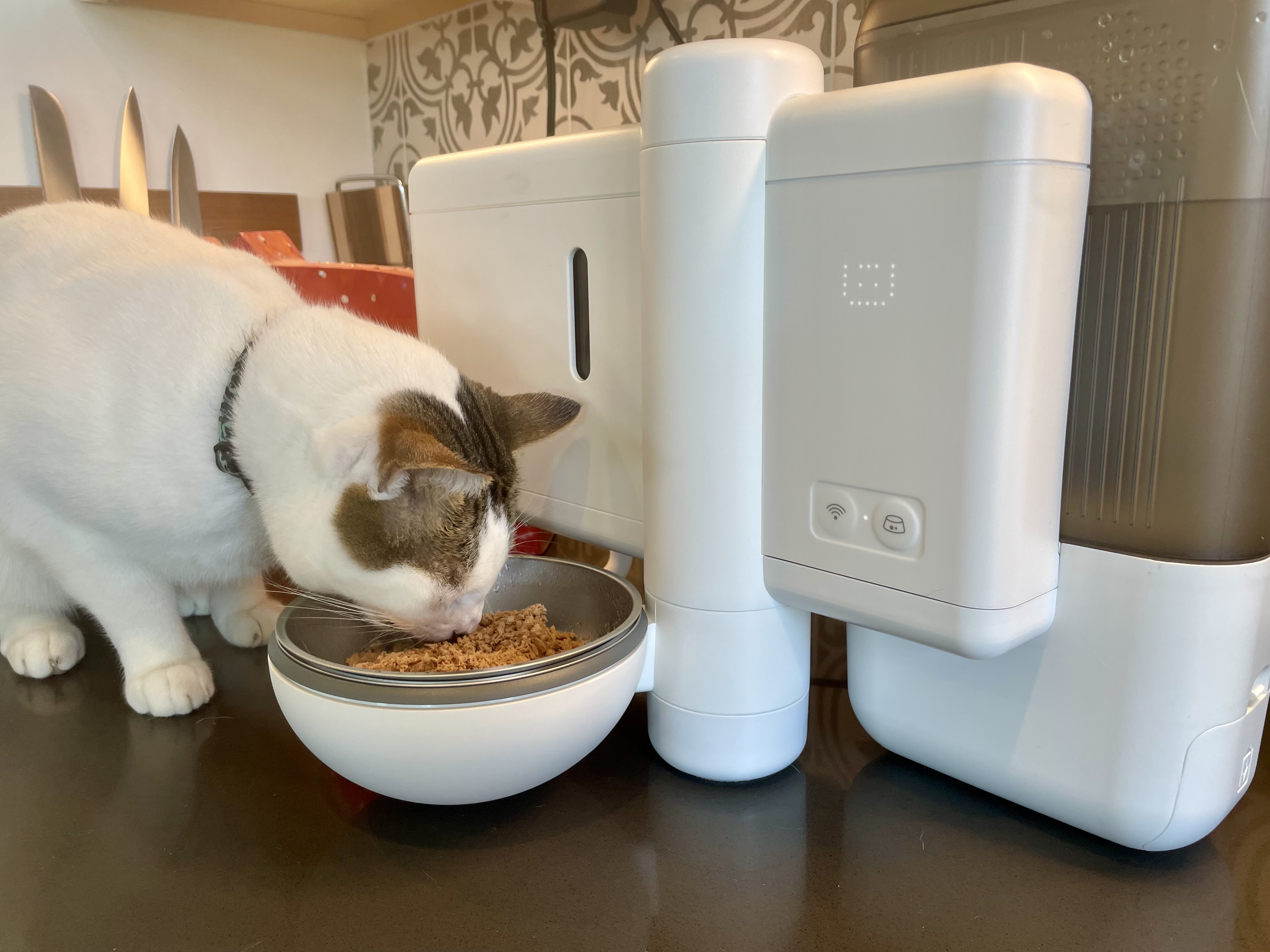 Neakasa Riko Fresh-Made Wet Meal Feeder Review 2026: Our Expert’s Opinion