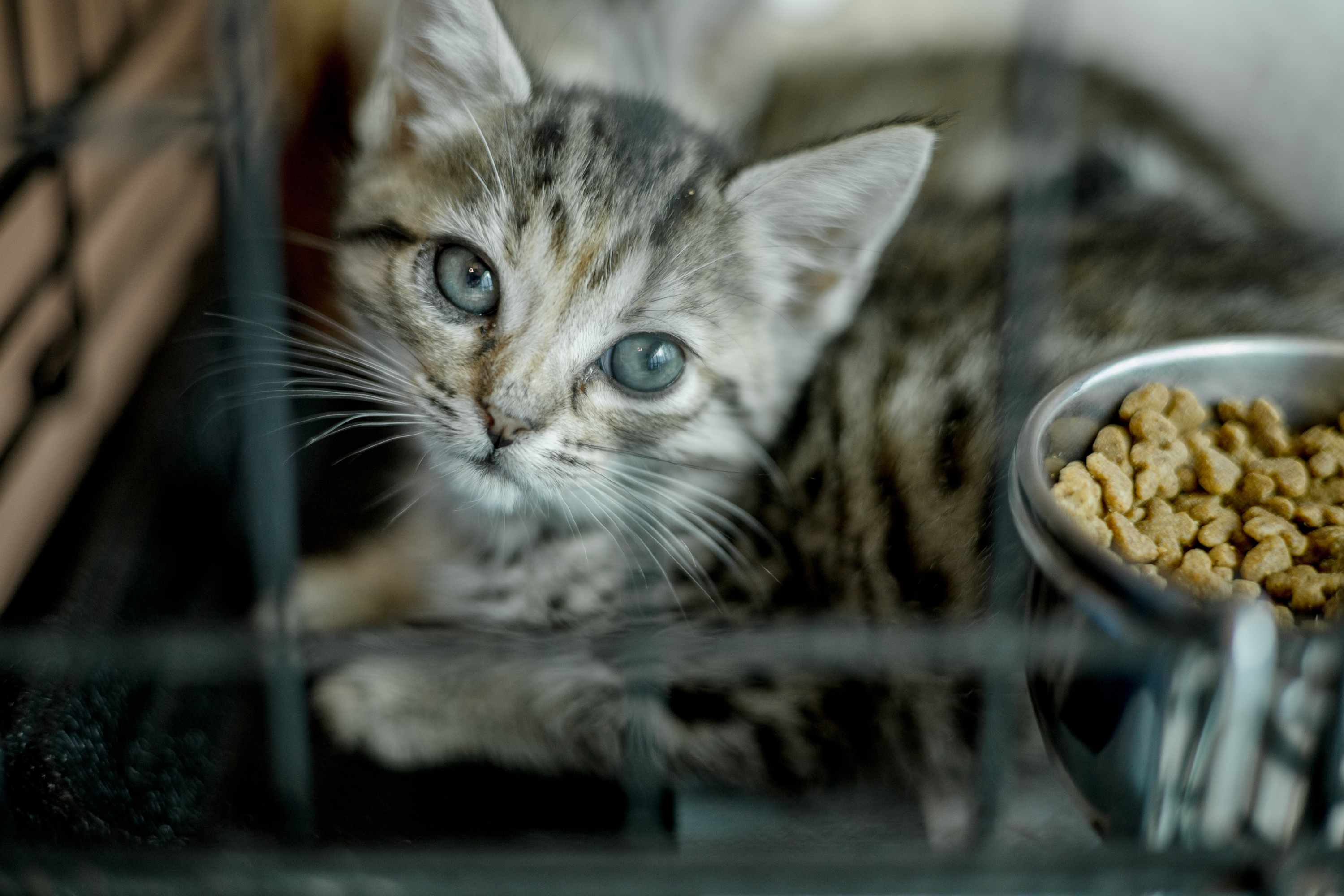 The Cat Network, Inc. – How a $35 Bounty Started an Epic Journey