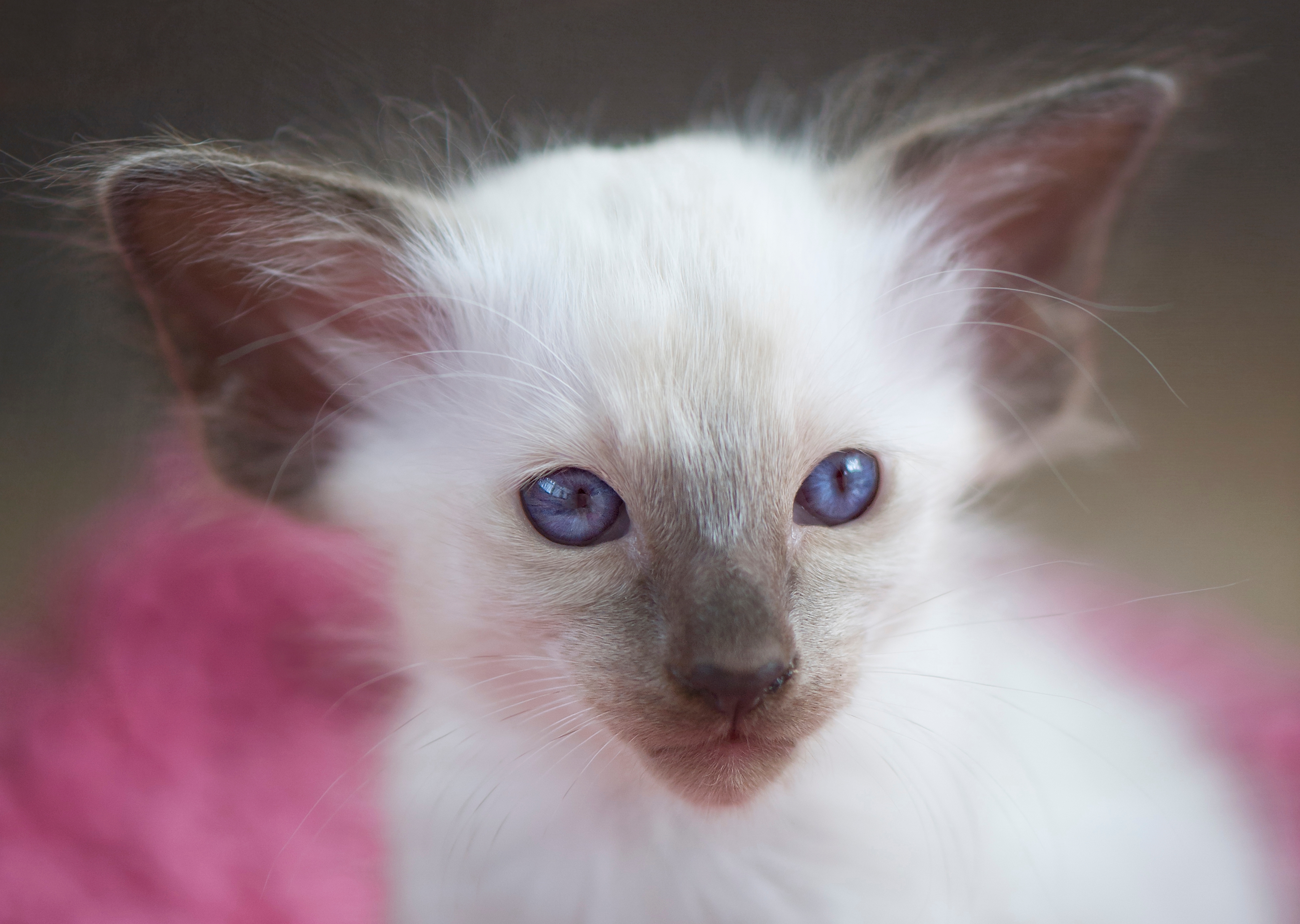 Portrait of sweet little Balinese Kitten