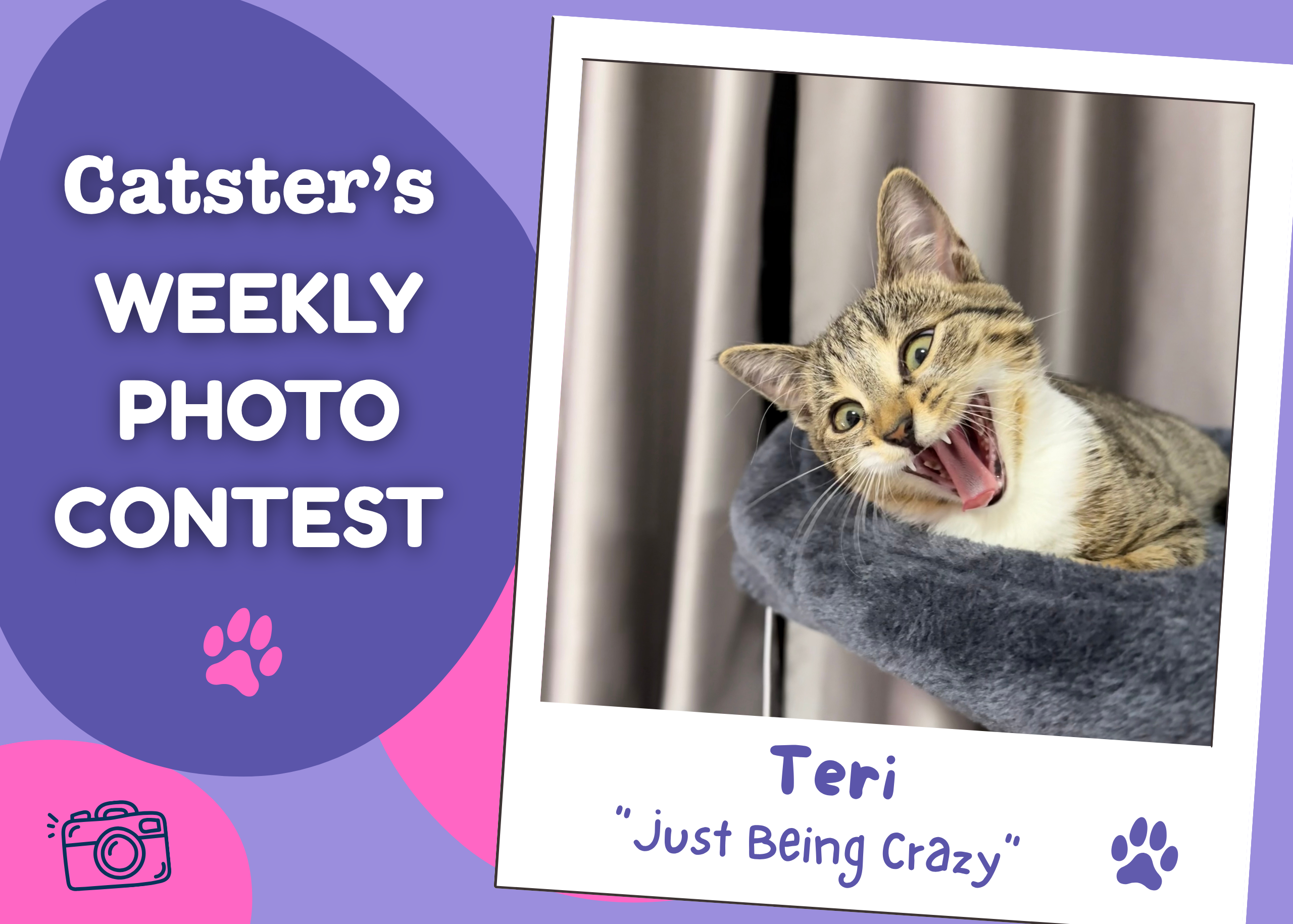 Catster’s Weekly Photo Contest Winners: Just Being Crazy (October 26, 2026)