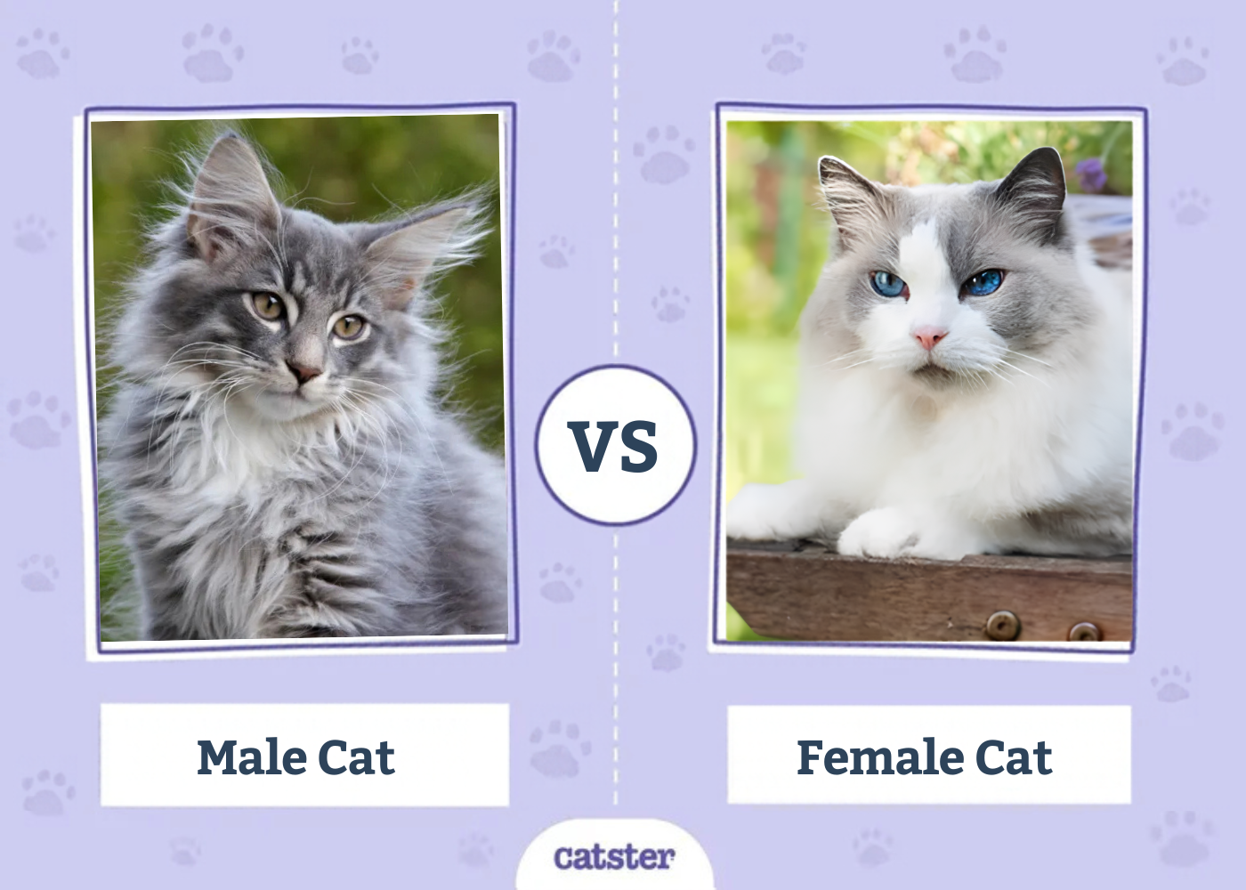 Male Cat vs. Female Cat 2026